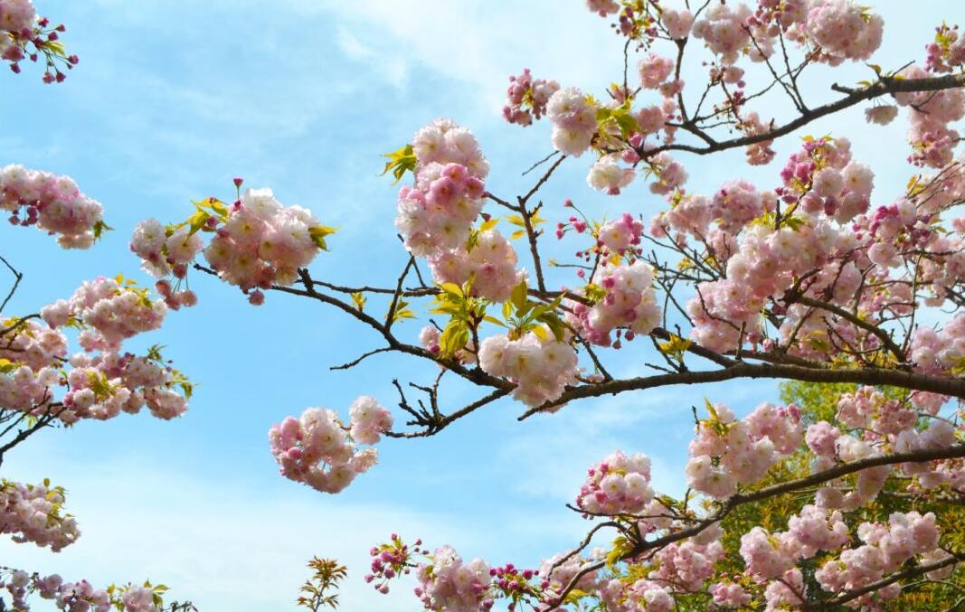 清明出游 |最美人間四月天，賞花踏青竇圌山！